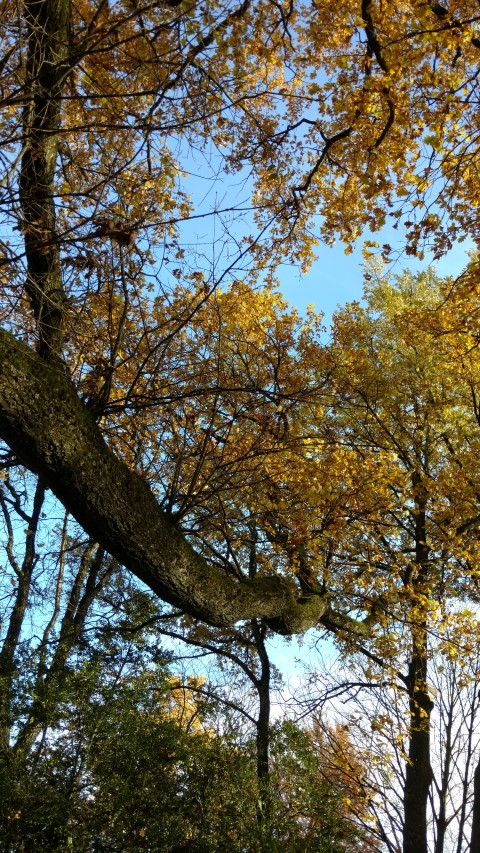 Quercus petraea plantplacesimage20161120_131030.jpg