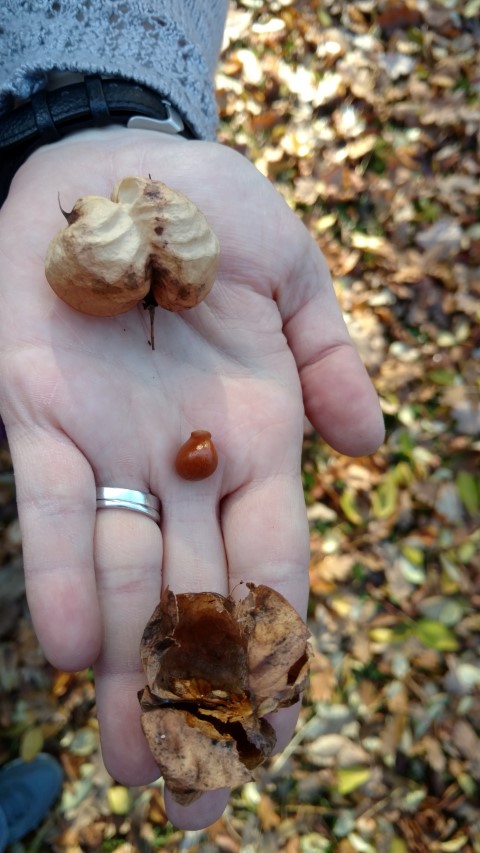 Staphylea pinnata plantplacesimage20161120_131502.jpg