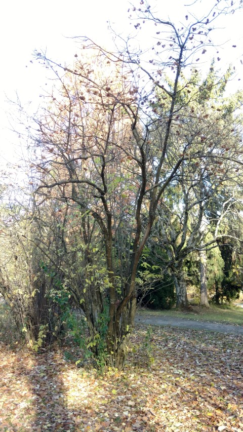 Staphylea pinnata plantplacesimage20161120_131524.jpg