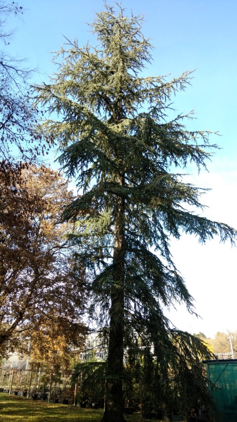 Cedrus libani plantplacesimage20161120_131826.jpg