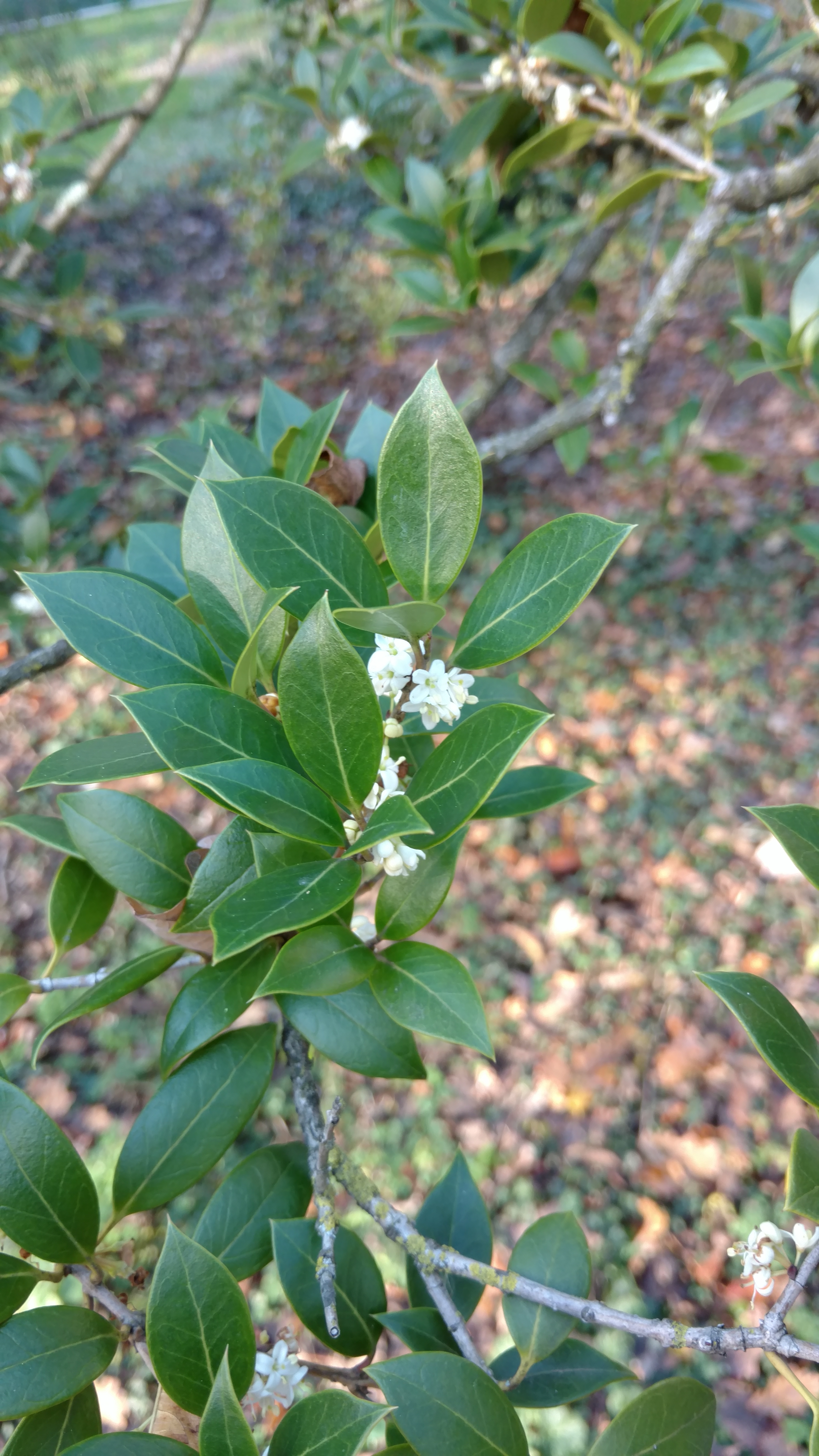 Osmanthus heterophyllus plantplacesimage20161120_132308.jpg