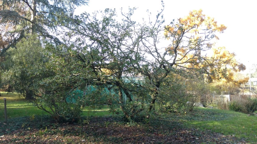 Osmanthus heterophyllus plantplacesimage20161120_132318.jpg