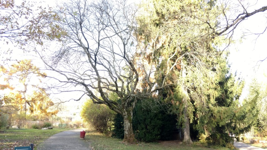 Fraxinus ornus plantplacesimage20161120_132422.jpg