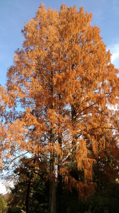 Metasequoia glyptostroboides plantplacesimage20161120_132637.jpg