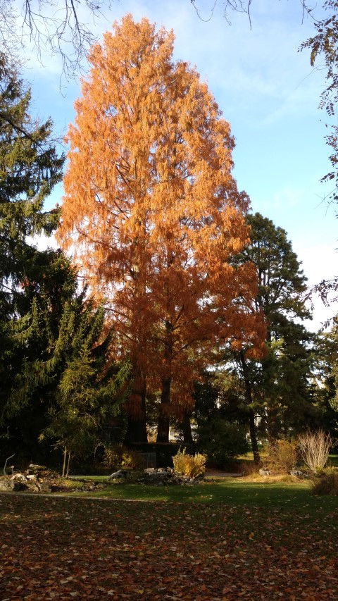 Metasequoia glyptostroboides plantplacesimage20161120_132748.jpg