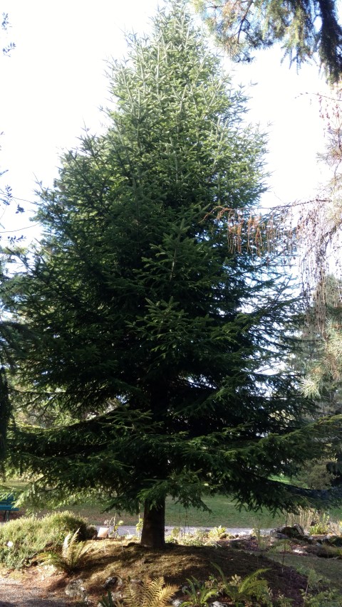 Abies alba plantplacesimage20161120_133044.jpg