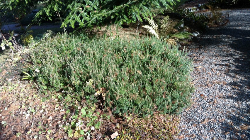 Erica carnea plantplacesimage20161120_133155.jpg