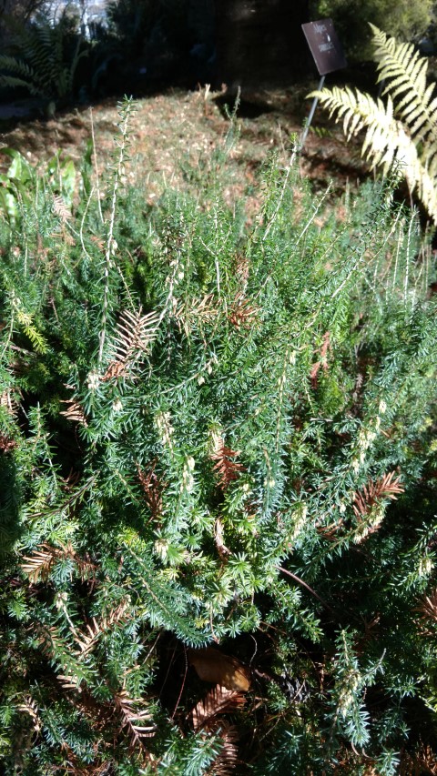 Erica carnea plantplacesimage20161120_133211.jpg