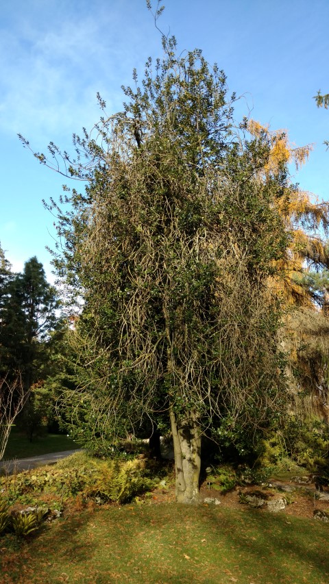 Ilex aquifolium plantplacesimage20161120_133249.jpg