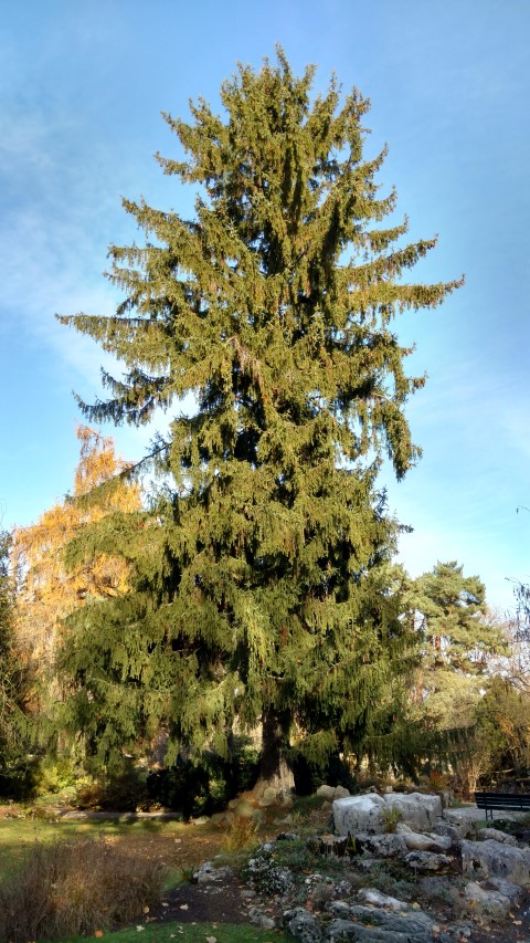 Picea abies plantplacesimage20161120_133351.jpg