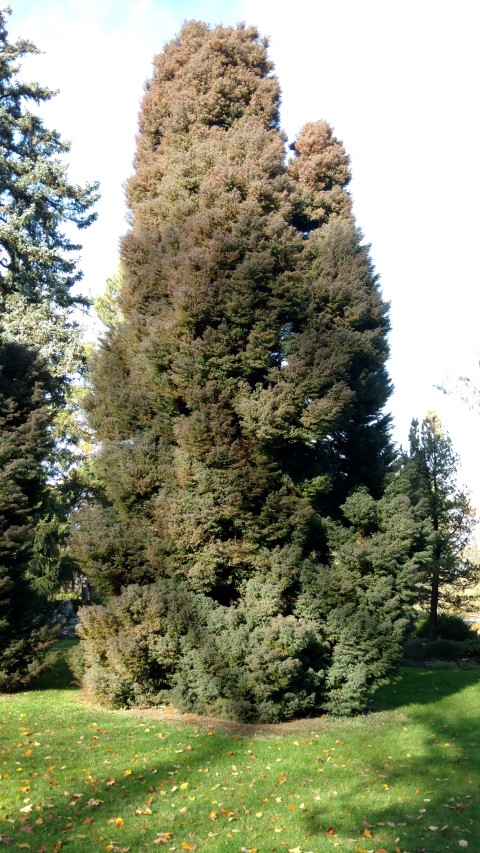 Cryptomeria japonica plantplacesimage20161120_133811.jpg