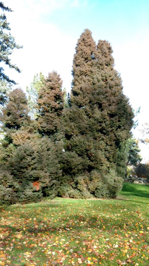 Cryptomeria japonica plantplacesimage20161120_133822.jpg