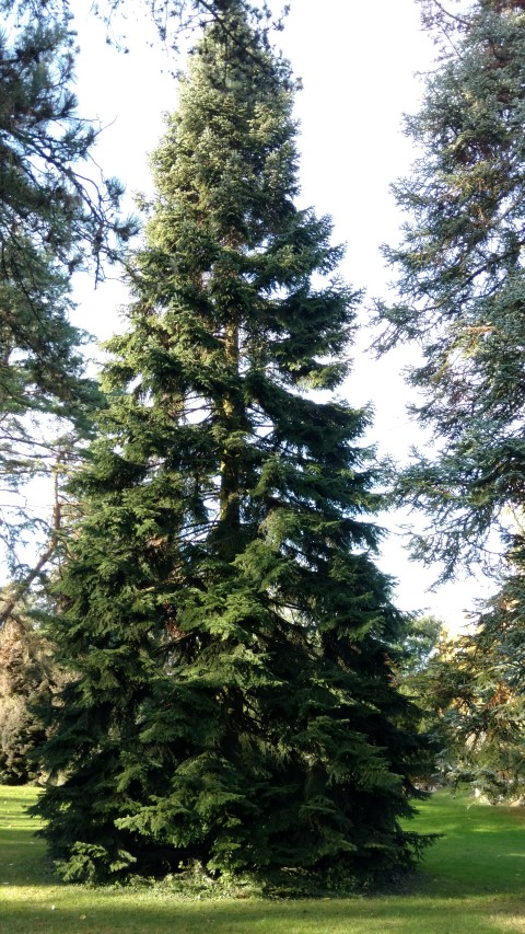 Abies nordmanniana plantplacesimage20161120_134134.jpg