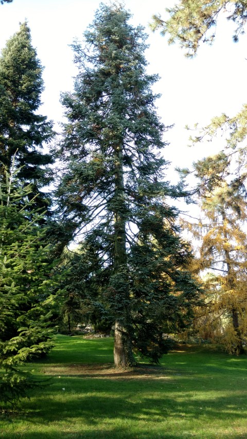 Abies procera plantplacesimage20161120_134239.jpg