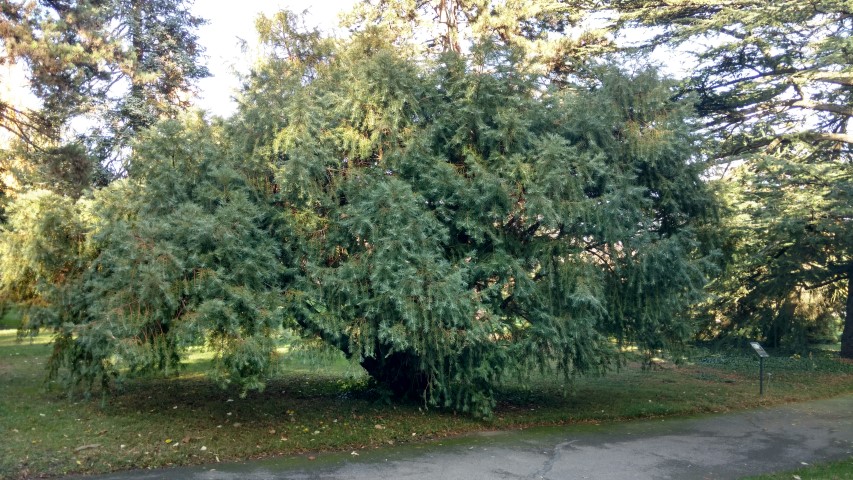 Cephalotaxus fortunei plantplacesimage20161120_134642.jpg