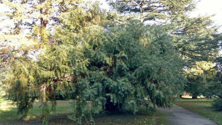 Cephalotaxus fortunei plantplacesimage20161120_134717.jpg