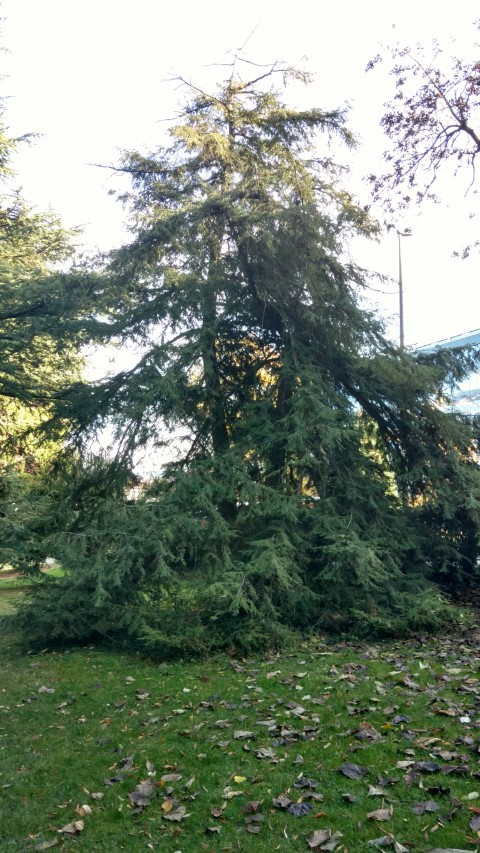 Tsuga canadensis plantplacesimage20161120_134824.jpg