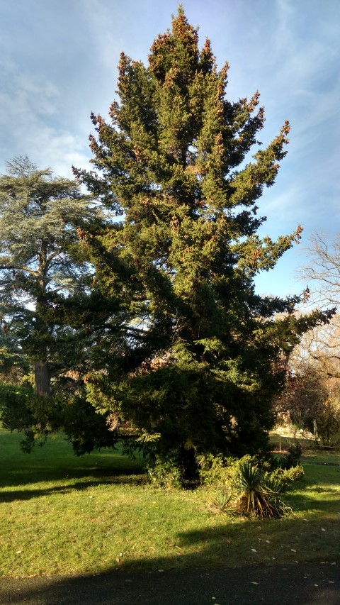 Picea wilsonii plantplacesimage20161120_135746.jpg