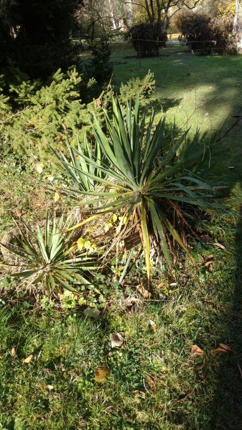 Yucca flaccida plantplacesimage20161120_140149.jpg