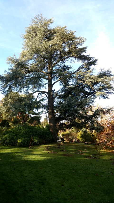 Cedrus atlantica plantplacesimage20161120_140234.jpg