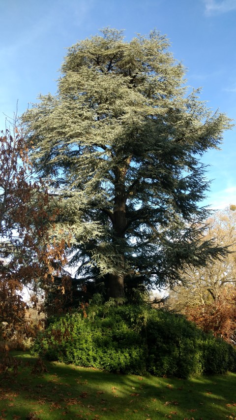 Cedrus atlantica plantplacesimage20161120_140332.jpg