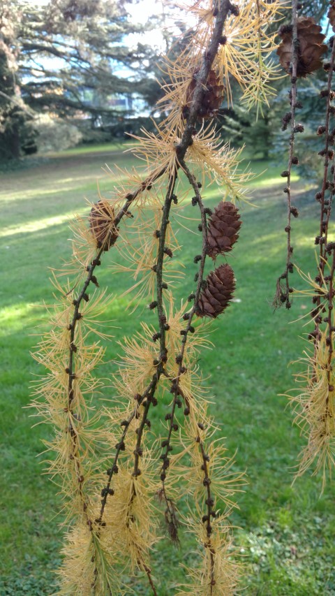 Larix decidua plantplacesimage20161120_140424.jpg