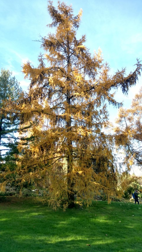 Larix decidua plantplacesimage20161120_140432.jpg