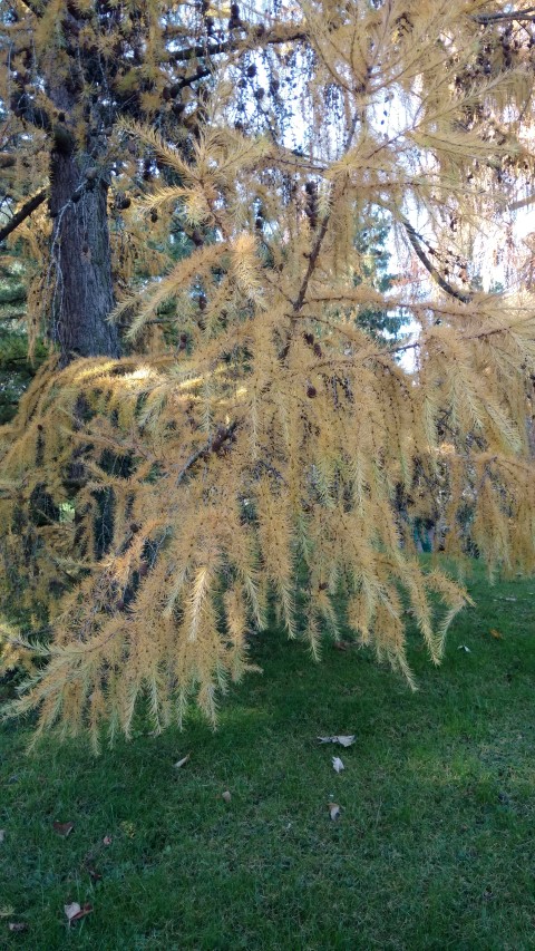 Larix decidua plantplacesimage20161120_140522.jpg