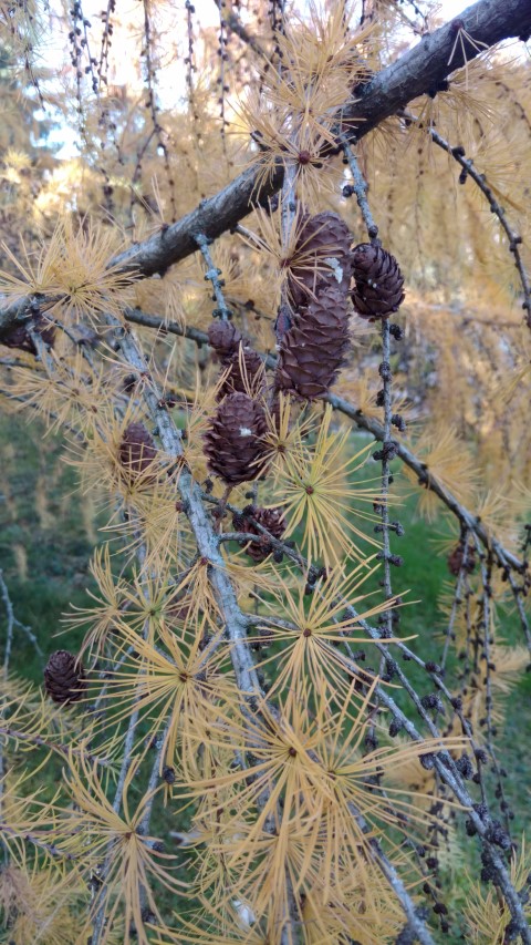 Larix decidua plantplacesimage20161120_140534.jpg