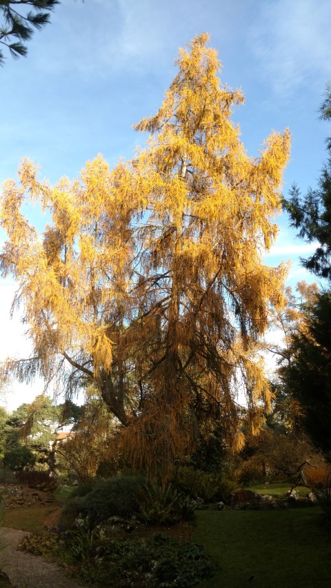 Larix decidua plantplacesimage20161120_140837.jpg