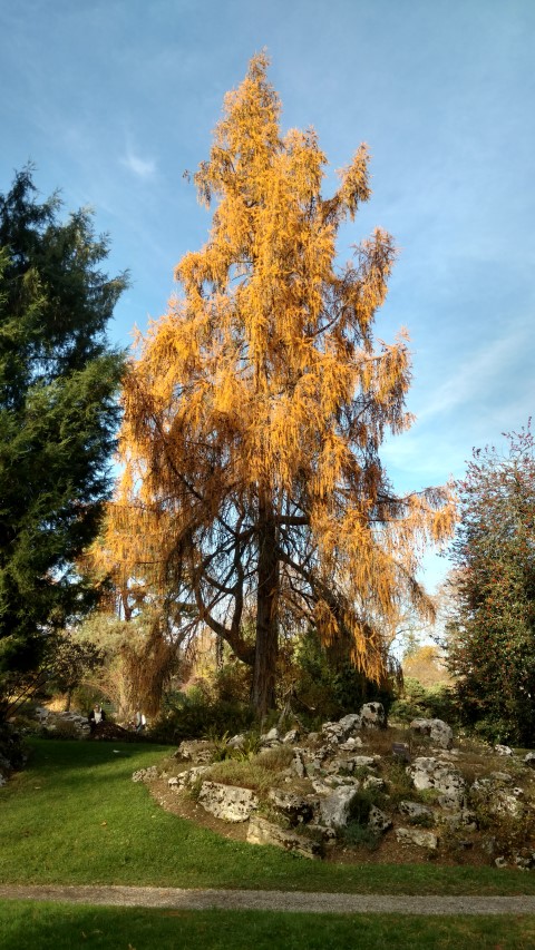 Larix decidua plantplacesimage20161120_140909.jpg