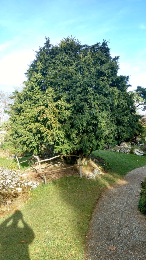 Buxus sempervirens plantplacesimage20161120_141129.jpg