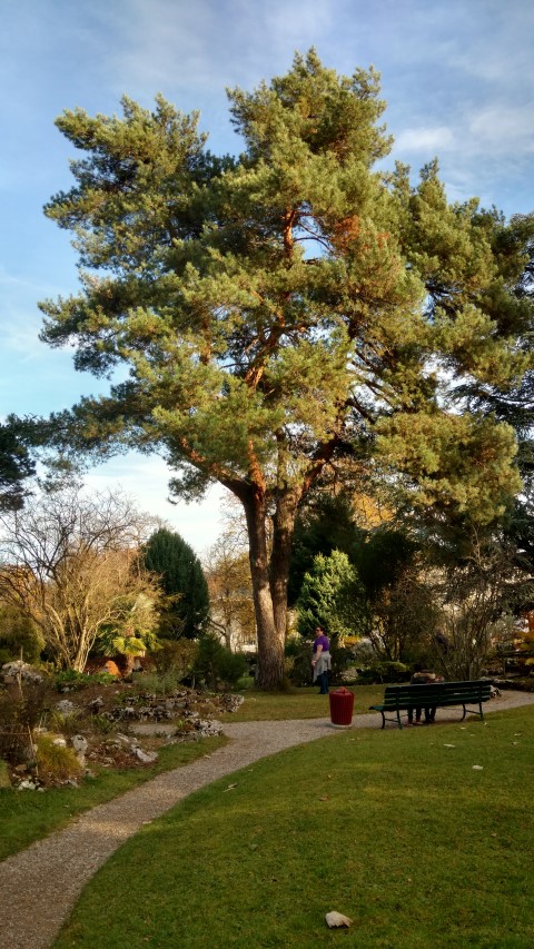 Pinus sylvestris plantplacesimage20161120_141152.jpg