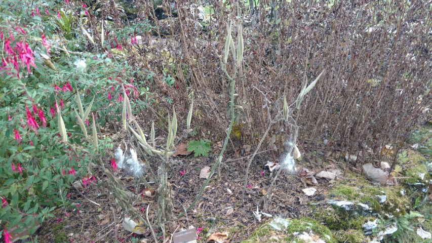 Asclepias tuberosa plantplacesimage20161120_141239.jpg