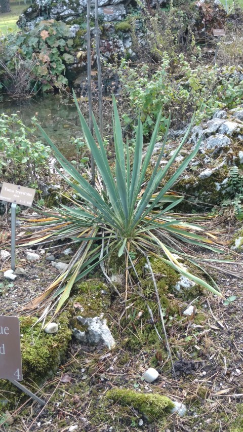 Yucca brevifolia plantplacesimage20161120_141405.jpg