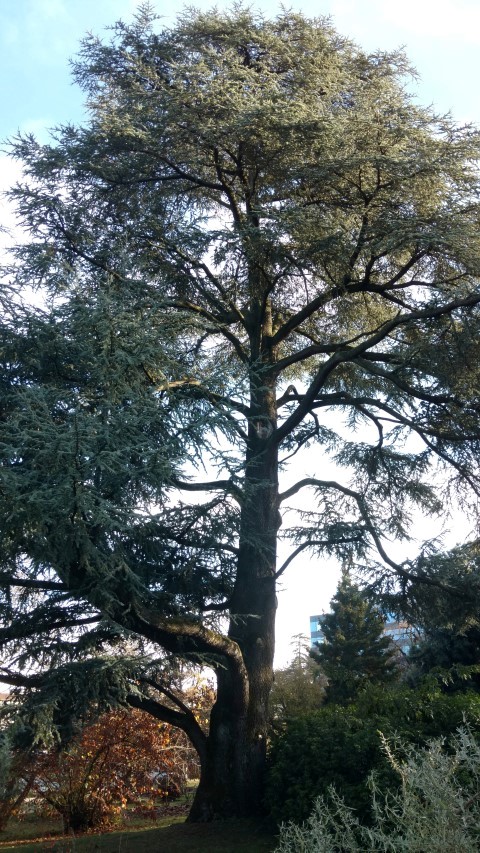 Cedrus atlantica plantplacesimage20161120_141628.jpg