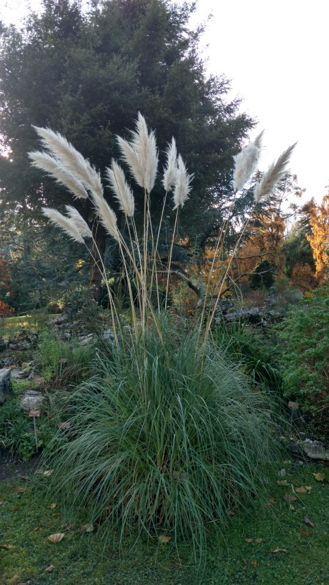 Cortaderia selloana plantplacesimage20161120_141947.jpg