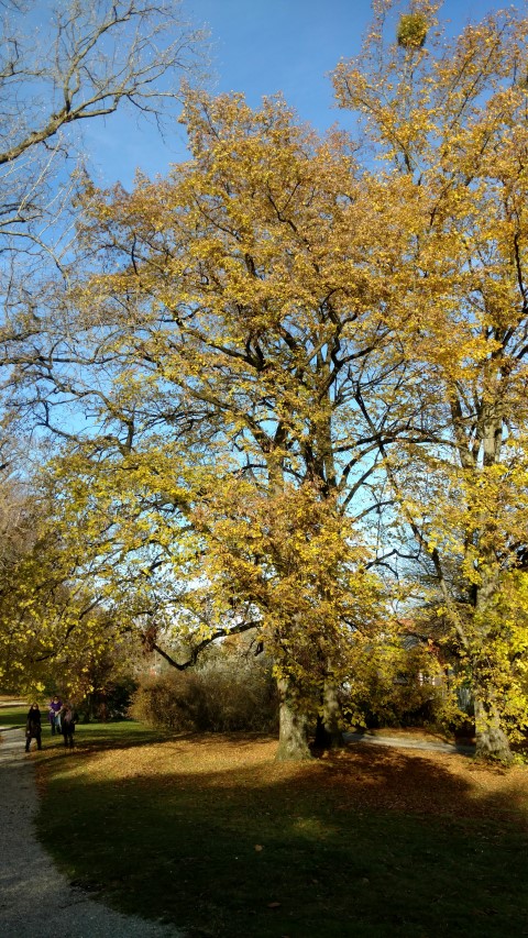 Tilia platyphyllos plantplacesimage20161120_142100.jpg