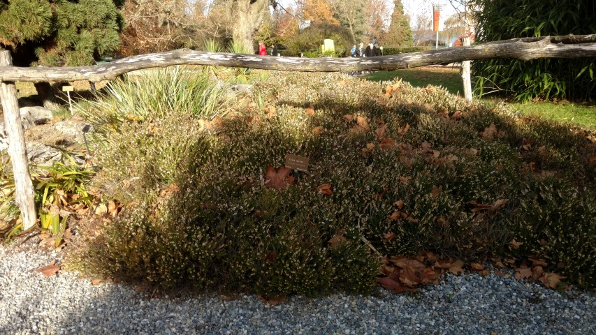 Erica carnea plantplacesimage20161120_142508.jpg