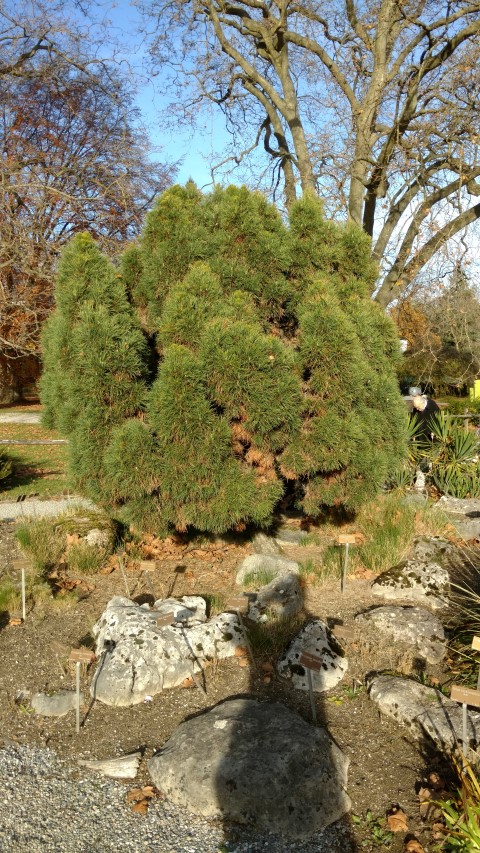 Pinus sylvestris plantplacesimage20161120_142621.jpg