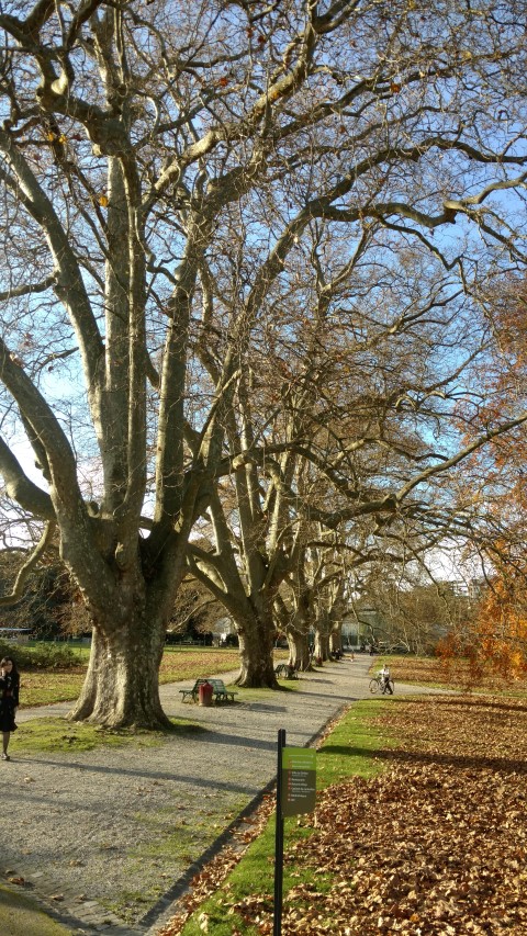 Platanus x plantplacesimage20161120_142934.jpg