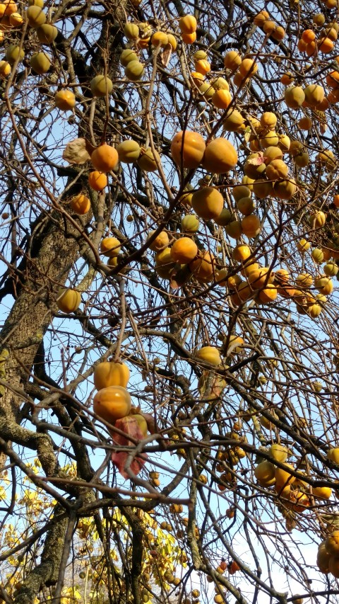 Diospyros kaki plantplacesimage20161120_143557.jpg