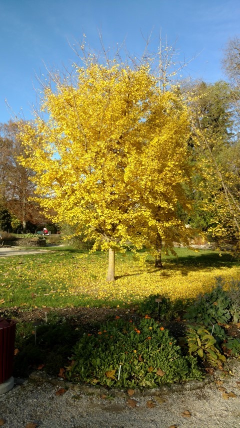 Ginkgo biloba plantplacesimage20161120_143721.jpg