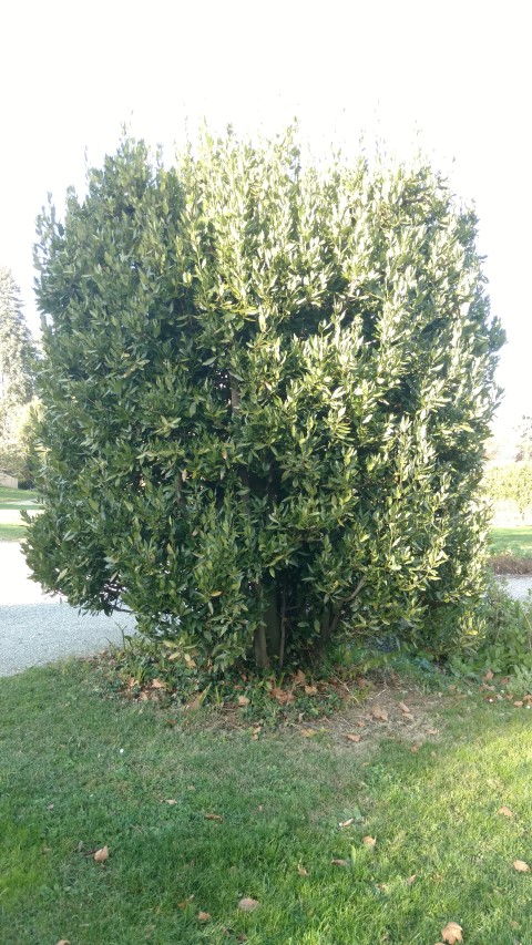 Laurus nobilis plantplacesimage20161120_143823.jpg