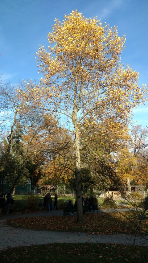 Liriodendron tulipifera plantplacesimage20161120_150345.jpg