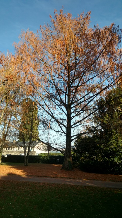 Metasequoia glyptostroboides plantplacesimage20161120_151055.jpg