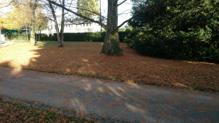 Metasequoia glyptostroboides plantplacesimage20161120_151120.jpg