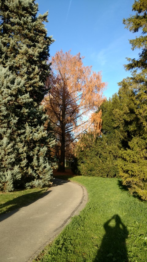 Metasequoia glyptostroboides plantplacesimage20161120_151148.jpg