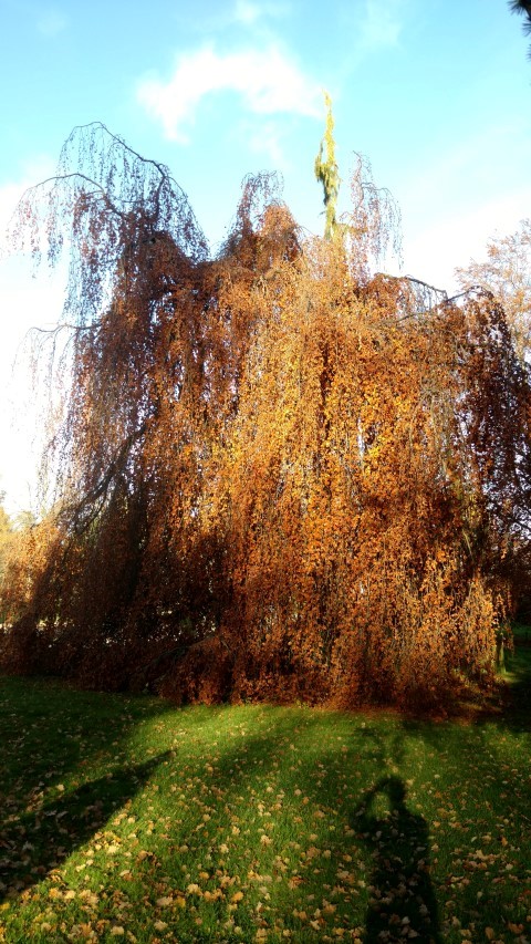 Fagus sylvatica plantplacesimage20161120_151435.jpg