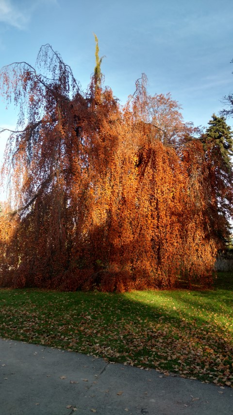 Fagus sylvatica plantplacesimage20161120_151458.jpg